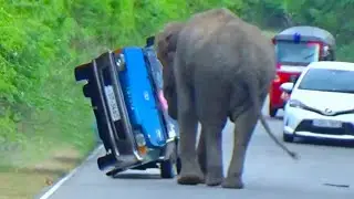 Jumbo Elephant Attack to Van Don't Miss Out