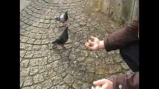 Pombas comendo da man.MOD