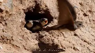 Береговушка - SAND MARTIN (Riparia riparia)