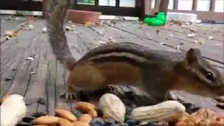 Super Cute Squirrels eating and stuffing food in the mouth LOL 松鼠真的很可爱 !