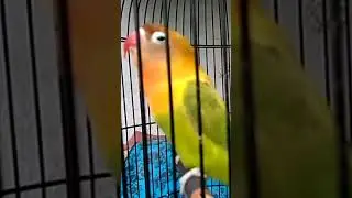 lovebird ngekek panjang full brubus