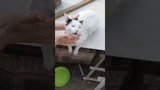 У КОТА ТРАВМА ЧЕРЕПА