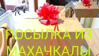 Долгожданная посылка из Махачкалы!  Ели выпросила