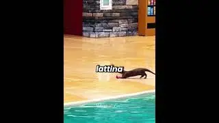 🦦♻️ The Otter That Cleaned Up the Pool