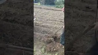 Копаем картошку