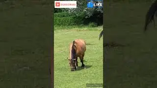 Impresionante los caballos duermen de pie #education #animals #viral #curiosidades #shorts
