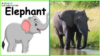 WILD ANIMALS | Learn Wild Animals Sounds and Names For Children, Kids And Toddlers I  Animal Names