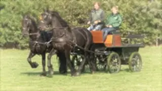 Dunga Horse & Management Event