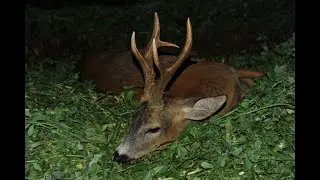 Сибирская косуля. Охота на копытных. Sibirisches Reh. Video Jagd.