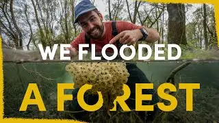 Two years ago we flooded a forest- now it's full of life