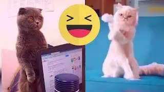 Los Mejores videos de Gatos ! Recopilación Gatos Graciosos