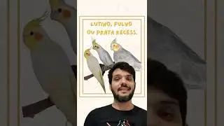 MUTAÇÃO PELO OLHO #calopsitas #calopsita #calopsitasmansas