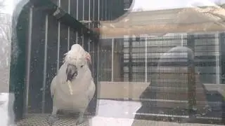 Ржач! Танцующий какаду