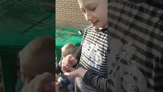 Серафим поймал живородящую ящерицу