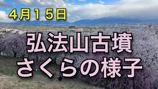 4月15日　弘法山古墳　桜の様子
