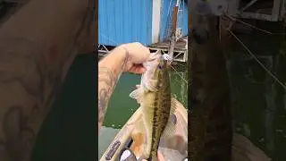 September Topwater Spotted Bass Fishing Lake Lanier