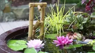 Patio Pond Showcase