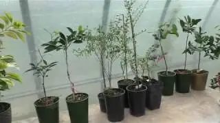 Our small greenhouse. Very modest. Citrus garden. Suncitrus.ru