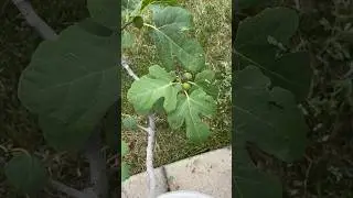 Do This If You Want To Grow Fig Trees In A Cold Climate. #gardening #vegetablegardening #garden
