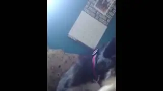 Dogs first time howling for me