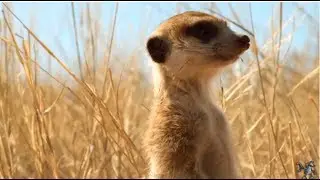 Animals Are Awesome 2014