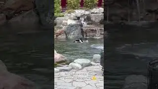 Утиные истории, шекспировские страсти...