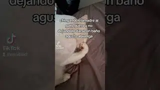 Gato bañandose#gatos #gatoblanco #gatitos #viral