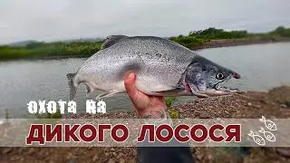 Горбуша как из бочки 2023. Рыбалка превзошла все ожидания!