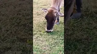 Cow grazing Grass#shorts