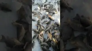 Зимняя рыбалка на карася, озеро Чаны, о. Заячий, 21 февраля 2022
