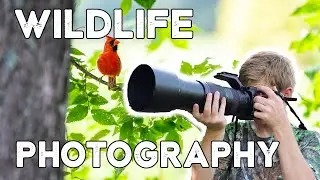 Bird & Wildlife Photography (Nikon D500 + Nikkor 200-500mm)