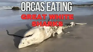 Why Orcas Are Eating Great White Sharks