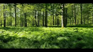 The sound of the forest, sleep sounds, ambient sound, relaxing sounds.