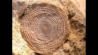 La Vie Cachée Dans Le Sable Des Plages (Christian AIMAR et Michel DELARUE )