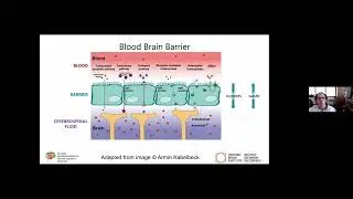 The blood brain barrier: focus on new molecular biomarkers