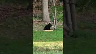 Baby Bear steals all the deer food!! #cuteanimals