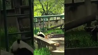 Panda Sitting on a Chair