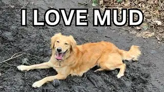 What it's like to have a Golden Retriever....