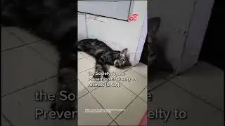 Cat trapped in dryer at Toa Payoh laundromat, SPCA urges public to check appliances before use