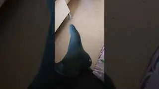 Лайвхак рваные носки первое видео