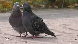 Любовь голубей Видео 4К | Love of pigeons 4K Video UltraHD