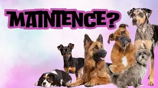 Is there SUCH a THING as a LOW maintenance dog???
