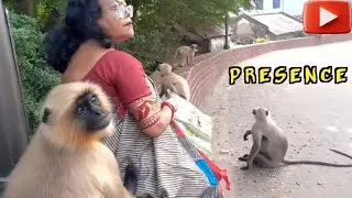Presence | Monkey Love | Animal Lover | Monkey feeding | Monkey Kids | Unconditional Love 
