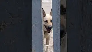 Советский Пёс. Со стороны добрый. Но на самом дела очень суровый Пёс.