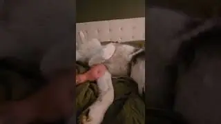 Husky gets really excited for pets and love