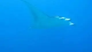 Manta at Mudhakan - Maldives 2
