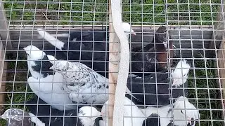 #Pigeons
