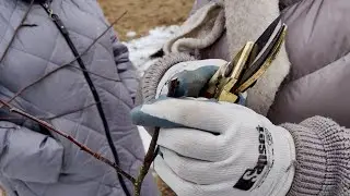 Правильная обрезка яблонь.