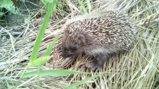 ВСЕЯДНЫЙ ЁЖ*** RussianHedgehog***