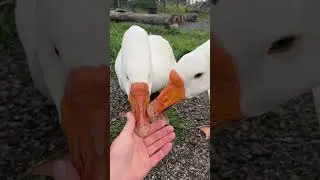 Идем на хоздвор🤗